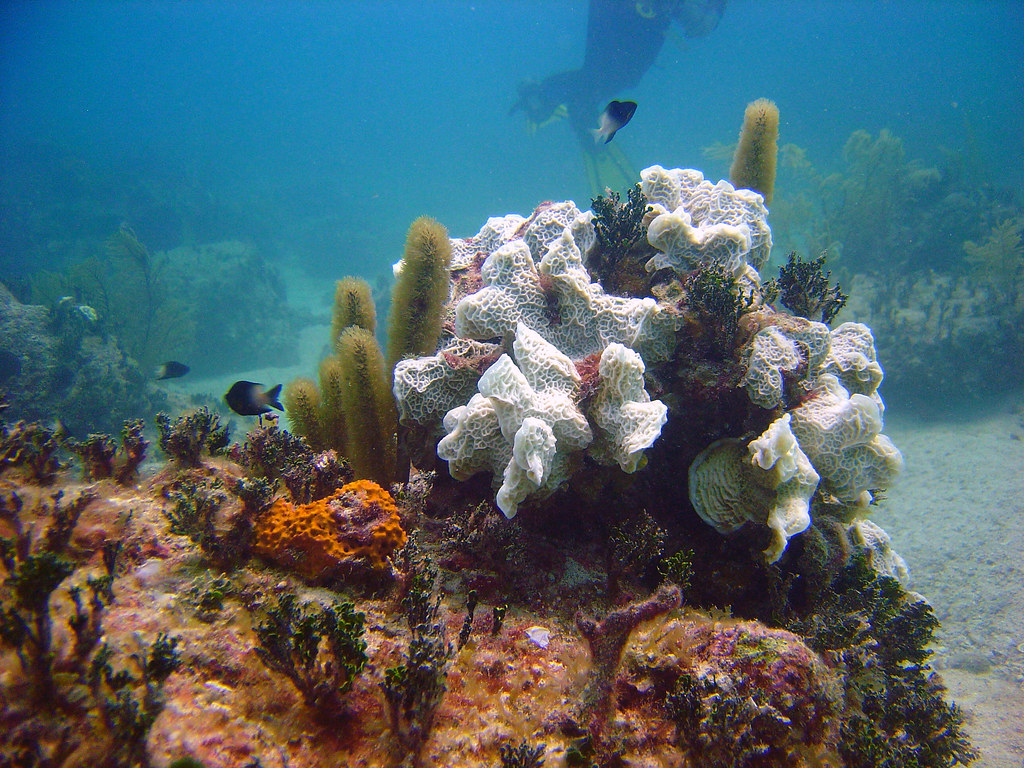 Bimini - Coral Reef