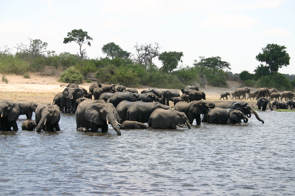 Elephants in Botswana, Chobe National Park