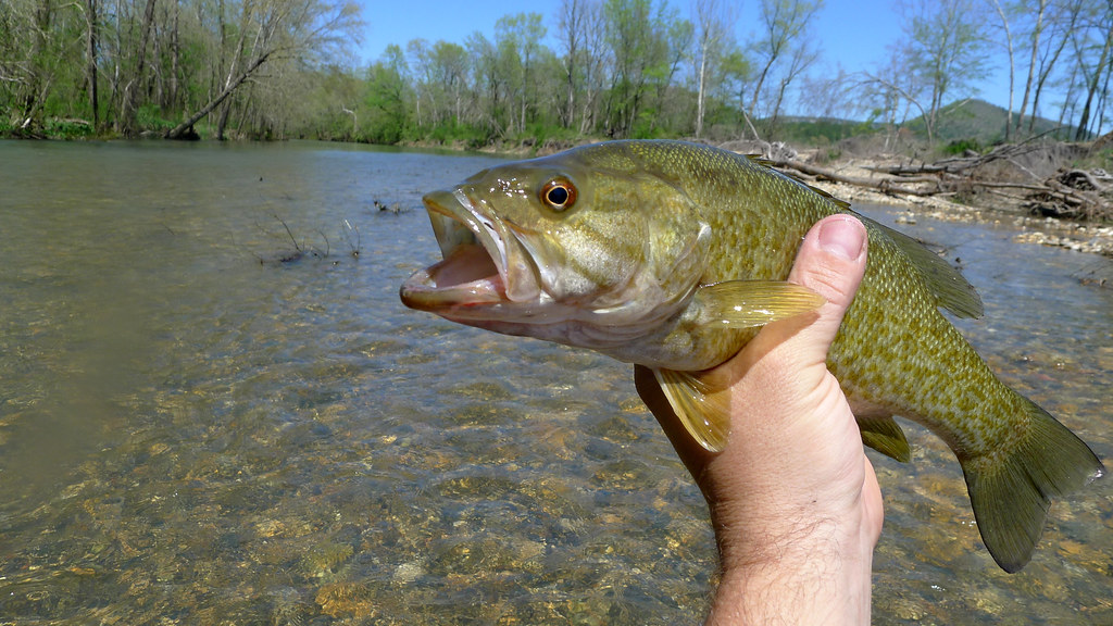 Caddo River Fishing