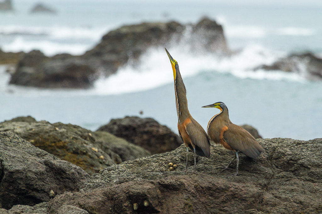 Bare Throated Tiger Herons (Tigrisoma Mexicanum), Corcovado National Park