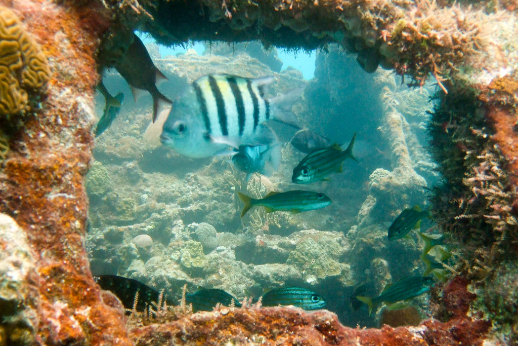 Diving - Carlisle Bay - Barbados