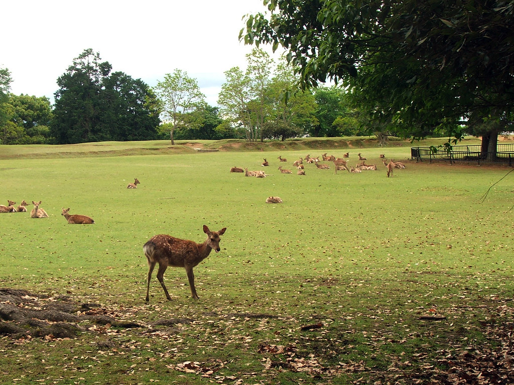 Deer park, Nara, Japan