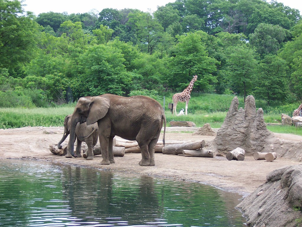 Pittsburgh Zoo Elephants