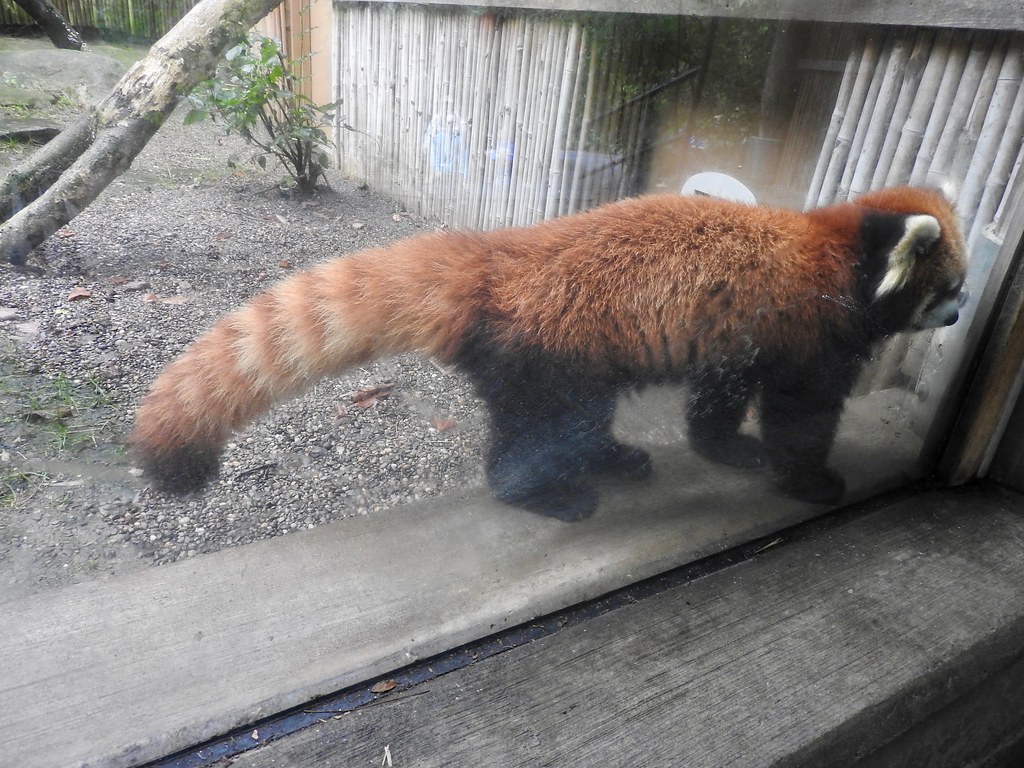 Pittsburgh Zoo red panda
