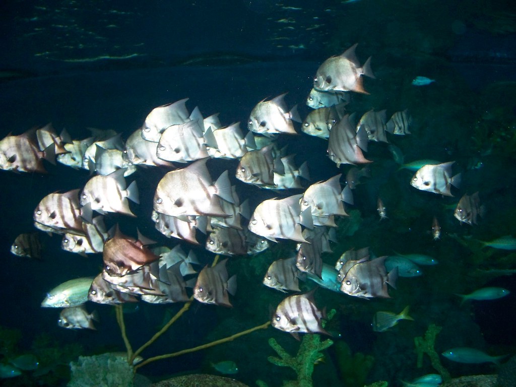 Ripley's Aquarium schooling Fish