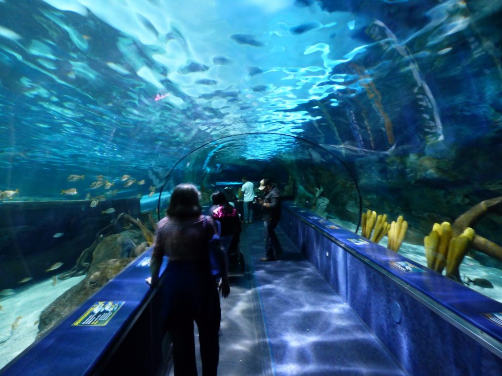 Shark Cave Ripley's Aquarium Myrtle Beach